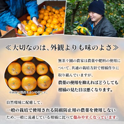 【先行予約】<無茶々園のポンカン　7g>　果物　フルーツ　柑橘　愛媛　期間限定