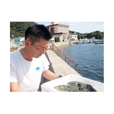 【若男水産】淡路島産とらふぐ　満腹ふぐ鍋1キロ(約6～7人前)