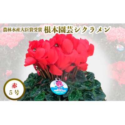 【2026年 先行予約】シクラメン レッド 5号 | 花ギフト 贈答 根本園芸 aj009-aa