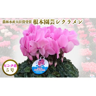 【2026年 先行予約】シクラメン ピンク系 5号 | 花ギフト 贈答 根本園芸 aj005-aa