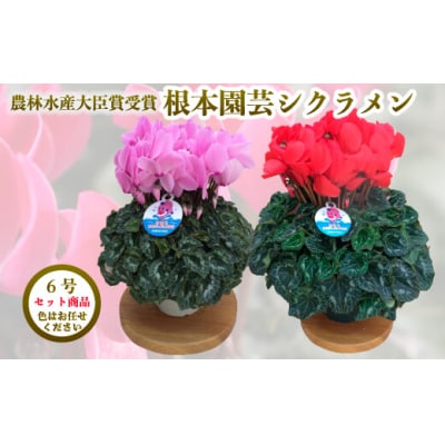 【2026年 先行予約】シクラメン 色おまかせ 6号×2鉢 | 花ギフト 根本園芸 aj011-ad