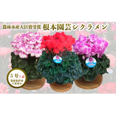 【2026年 先行予約】シクラメン 色おまかせ 5号 | 花ギフト 鉢植 根本園芸 aj011-aa