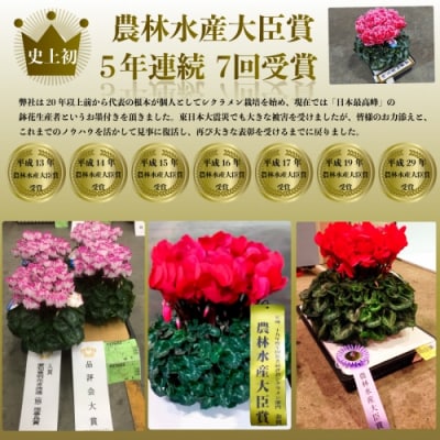 【2026年 先行予約】シクラメン プルマージュ 6号 | 花ギフト 根本園芸 aj006-ab
