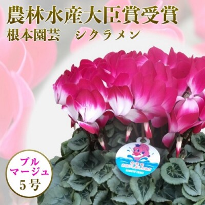 【2026年 先行予約】シクラメン プルマージュ 5号 | 花ギフト 根本園芸 aj006-aa