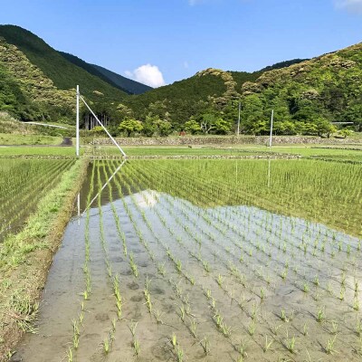 【先行受付】令和8年産 土佐清水産コシヒカリ 新米 玄米 5kg  宗呂米【R01597】