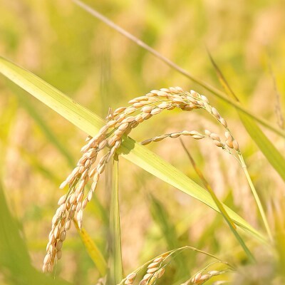 【先行受付】令和8年産 土佐清水産コシヒカリ 新米 玄米 5kg  宗呂米【R01597】