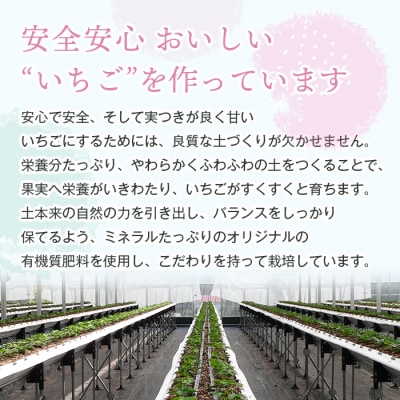 淡路島アイランドベリー 白苺淡雪【2027年3月発送先行受付・お届け日指定不可】　as14033
