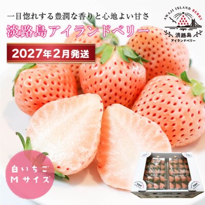 淡路島アイランドベリー　白苺淡雪Mサイズ【2027年2月発送受付・お届け日指定不可】　as14035
