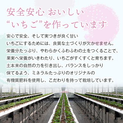 淡路島アイランドベリー　紅白いちご【2027年2月発送受付・お届け日指定不可】　as14038