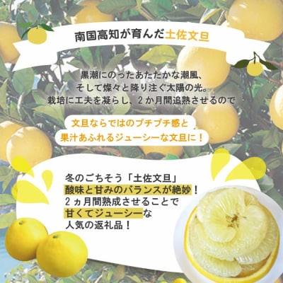 【早期受付・数量限定】熟成の土佐文旦10kg【家庭用】【2026年2月下旬より発送】R7-552