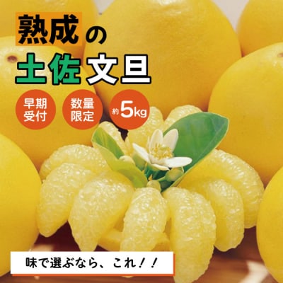 【早期受付・数量限定】熟成の土佐文旦5kg【家庭用】【2026年2月下旬より発送】R7-551
