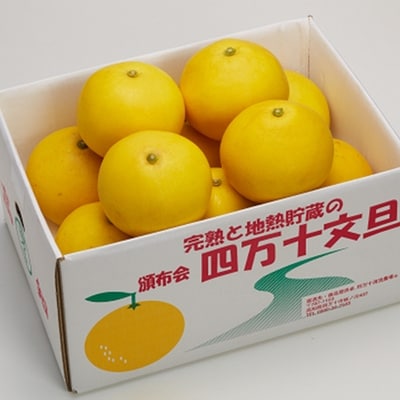 【期間・数量限定】太陽をたっぷり浴びた四万十文旦10kg(家庭用)配送:2026年2月下旬～3月上旬