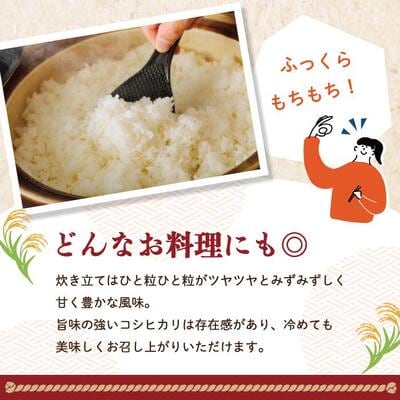 【令和7年産】四万十のこしひかり10kg (5kg×2袋) R8