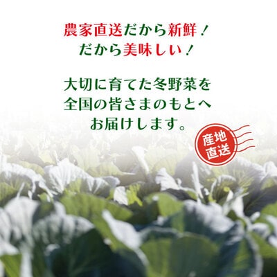 【早期受付・数量限定】農家直送アグリユウベの冬野菜セット(小) R8.11月～R9.2月に1回発送