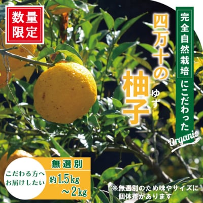 【早期受付・期間限定】栽培期間中農薬・化学肥料不使用 四万十の柚子 約1.5～2kg 25-918