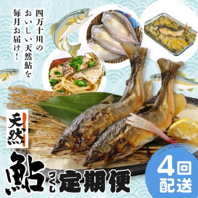 【4回定期便】鮎づくし!清流四万十川で育った天然鮎の定期便 26
