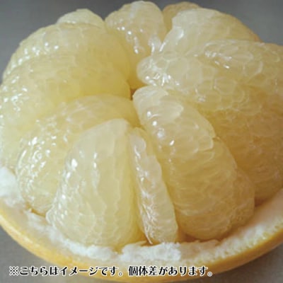 【訳あり・数量限定】熟成の土佐文旦5kg【家庭用】【2026年3月上旬～無くなり次第終了】