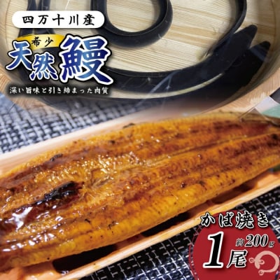 希少 四万十川産＜天然うなぎ＞蒲焼 1尾(約200g)R7