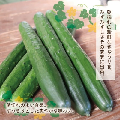 朝採れ新鮮!四万十市産きゅうり2kg【発送時期:11月中旬～4月下旬】