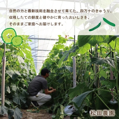 朝採れ新鮮!四万十市産きゅうり10kg【発送時期:11月中旬～4月下旬】