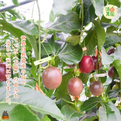 【今が旬!】満田農園さんのパッションフルーツ(約1.2kg)