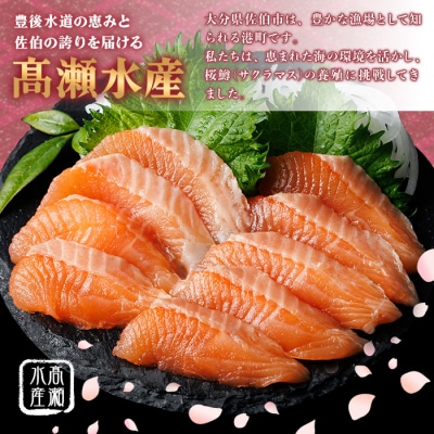 さいき 桜 サーモン フィーレ (1尾分・約500g) 