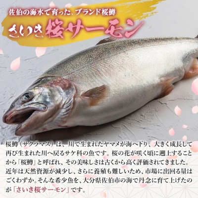 さいき 桜 サーモン フィーレ (1尾分・約500g) 
