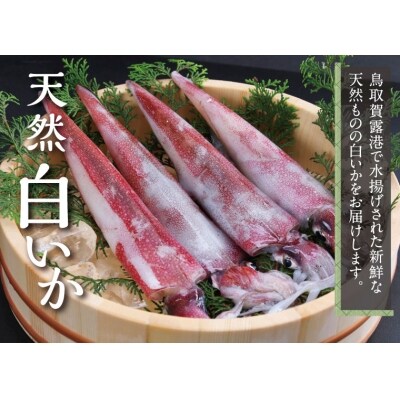鳥取賀露港 天然白いか・天然岩がきセット 【かねまさ・浜下商店】