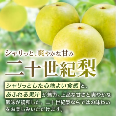 梨 2026年 先行予約 二十世紀梨 5kg 12～14玉 なし 果物[No5895-0688]