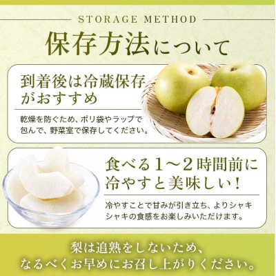 梨 2026年 先行予約 二十世紀梨 5kg 12～14玉 なし 果物[No5895-0688]