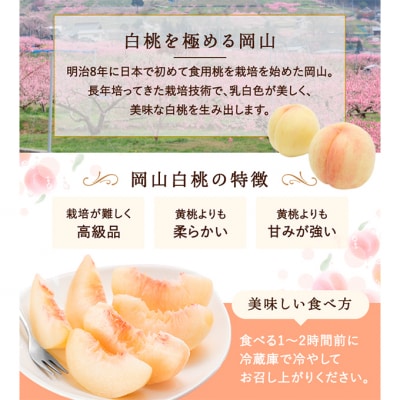 白桃 3玉 (約750g) 等級:ロイヤル 化粧箱入り 岡山県産 [No.5735-3264]