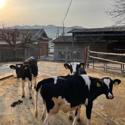 淡路島ジェラート6個セット