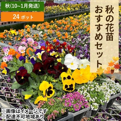 秋 の 花苗 おすすめ セット 24ポット(10～1月発送) [NO5765-1057]