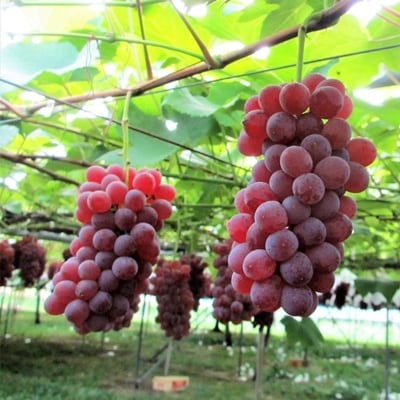 ぶどう(デラウェア)2kg　0085-2601