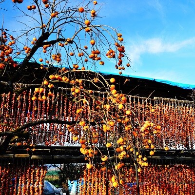 紅干し柿　250g×6パック(Sサイズ)　0015-2608