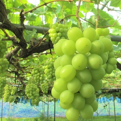 ぶどう(シャインマスカット)1.7kg以上　0085-2603