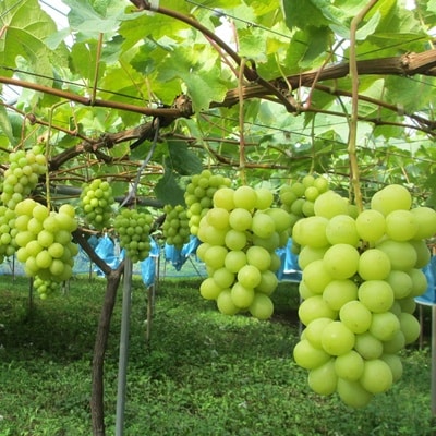 ぶどう(シャインマスカット)1.7kg以上　0085-2603