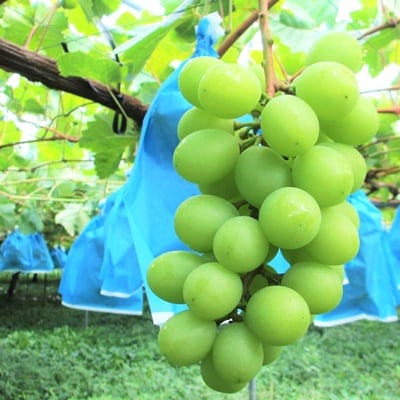 ぶどう(シャインマスカット)1.5kg　ご家庭用　0085-2602