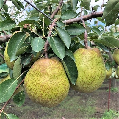 【2026年1月中旬～発送】ストレート果汁ラ・フランスジュース　720ml×2本　0102-2510