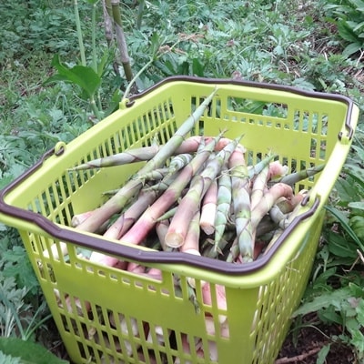 蔵王根曲がりタケノコ　1kg　0098-2601