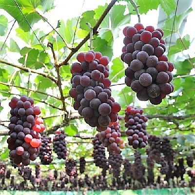 ぶどう(キングデラ)2kg　0060-2606