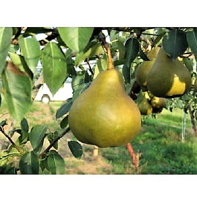 西洋梨(オーロラ)5kg　12～16玉　特秀品　0060-2511