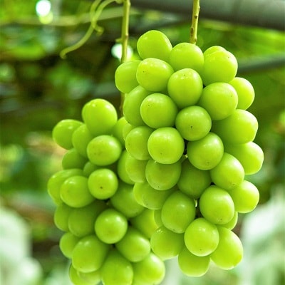 ぶどう(シャインマスカット)1房　0060-2612