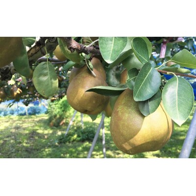 西洋梨(ラ・フランス)5kg　特秀品　大玉　0021-2605