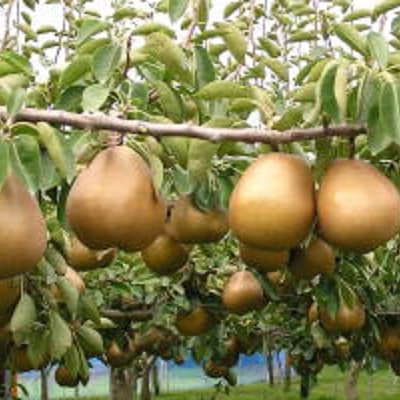 西洋梨(ゴールドラ・フランス)5kg　12～16玉　特秀品　0060-2614