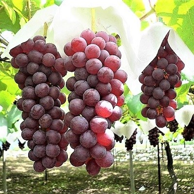 ぶどう(デラウェア)　0009-2601