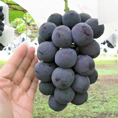 ぶどう(ピオーネ)1.6kg　0009-2602