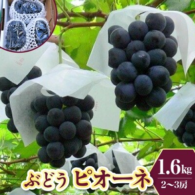 ぶどう(ピオーネ)1.6kg　0009-2602