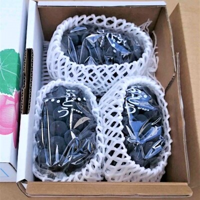 ぶどう(ピオーネ)1.6kg　0009-2602