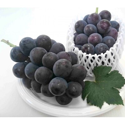 ぶどう(ピオーネ)1.6kg　0009-2602